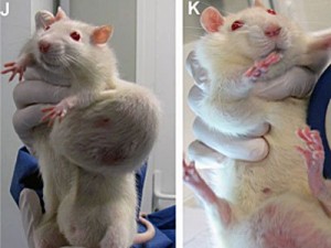 mice-300x225.jpg