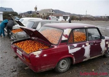 prodaja mandarina