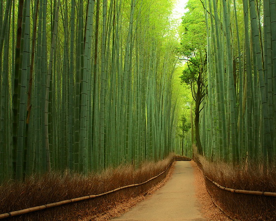 1. Bamboo Forest (China)