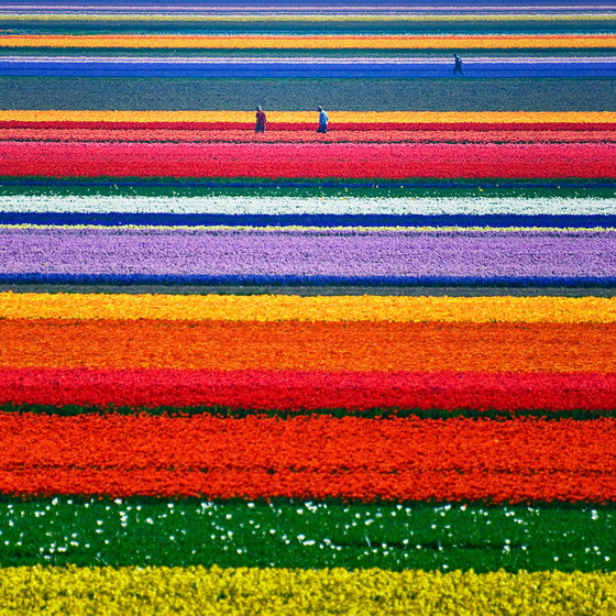 16. Tulip Fields (Netherlands)