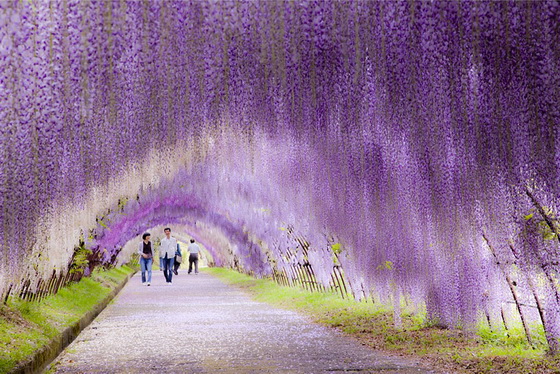 18. Wisteria Flower Tunnel (Japan)