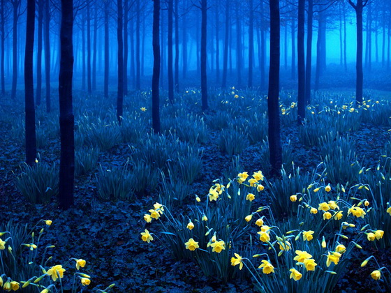 2. Black Forest (Germany)