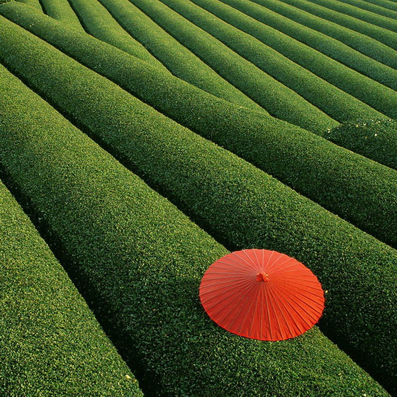 3. Fields of Tea (China)