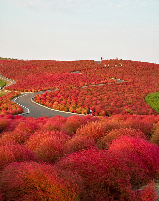 5. Hitachi Seaside Park (Japan)