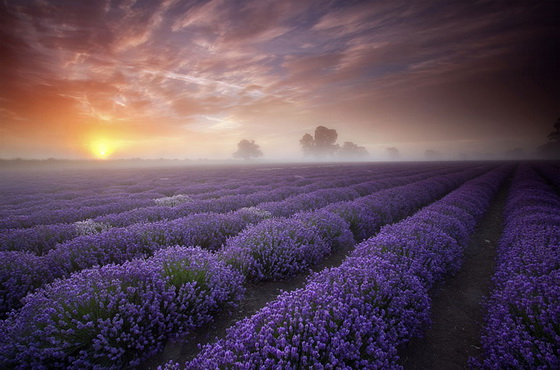 9. Lavender Fields (France)