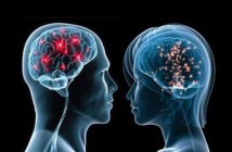 male-vs-female-brain