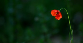 10 malih navika koje kradu vašu sreću sad-poppy_00448858