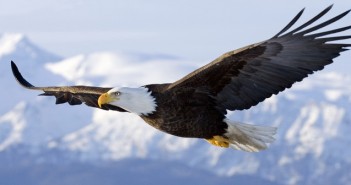 Priča koja je zapalila internet: S 40 godina orao bira put u smrt ili u novo, ali bolno rađanje! Bald Eagle in mid-air flight over Homer Spit Kenai Peninsula Alaska Winter