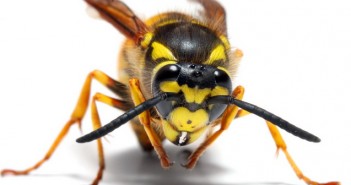 Kada vas ubode osa, pčela ili stršljen – ovo će vas spasiti boli i otekline wasp