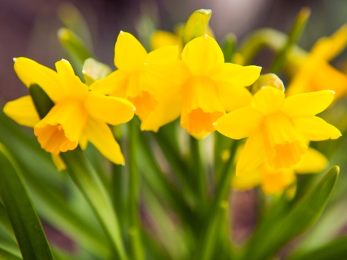 daffodil-plant-lgn