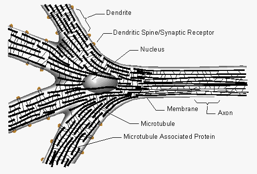 Shematski prikaz centralnog dijela neurona sa značajno izraženim mikrotubulama.