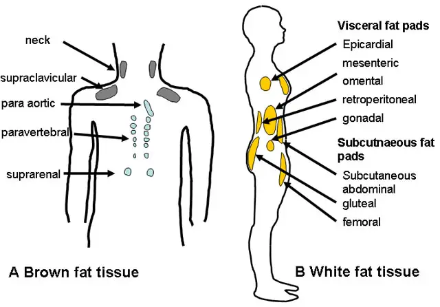 Da bismo stvarali zdravu smeđu masnoću potreban je pravilan rad endokrinog sustava i pravilna prehrana. Na lijevoj strani slike vidite mjesta na kojima se stvara smeđa masnoća, na desnoj strani slike su mjesta s neželjenom bijelom ili lošom masnoćom.