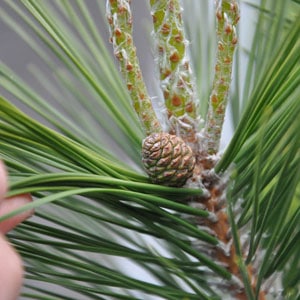 pine-cones-9