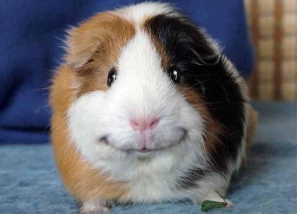 smiling-hamster