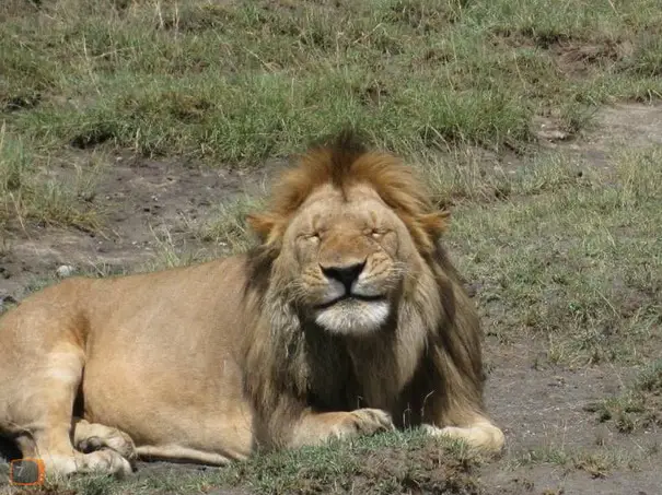 smiling-lion