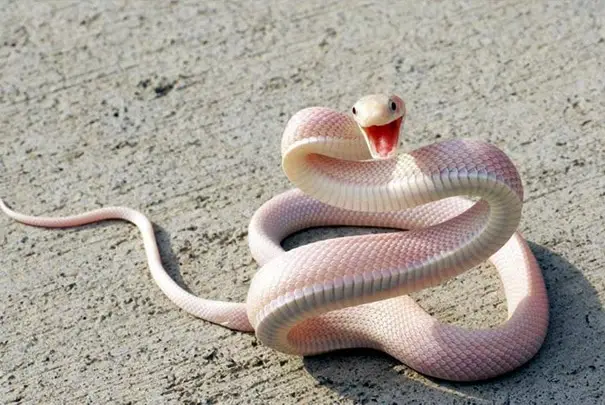 smiling-snake