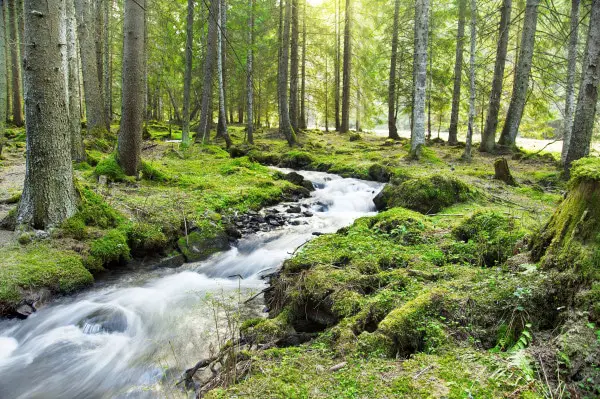 River Flowing in the Forest Landscape