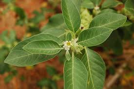 Withania somnifera - cijela biljka čiji se svi dijelovi koriste u tradicionalnoj medicini