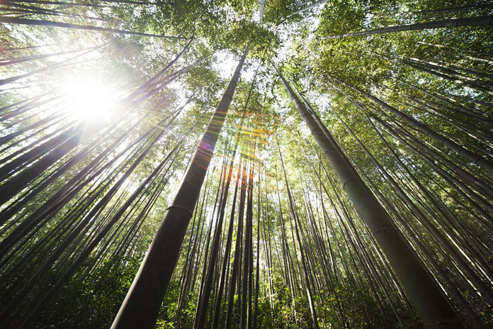 bamboo-364112_960_720