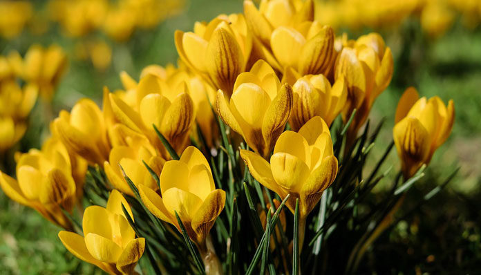 crocus-2107024_960_720