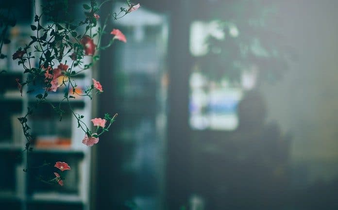 pexels-photo-775995