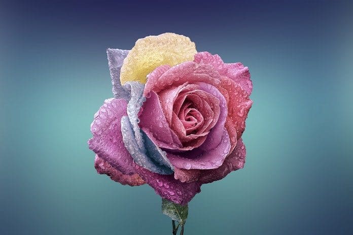 rose-beautiful-beauty-bloom