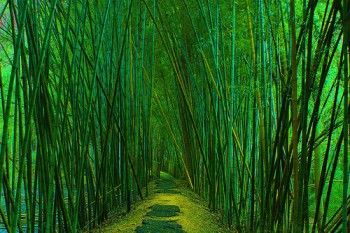 bamboo8