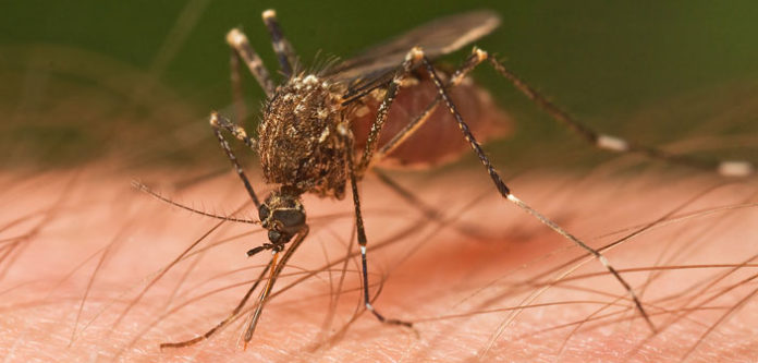 Mosquito_Tasmania_crop
