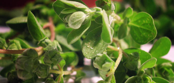 Mažuran-Marjoram