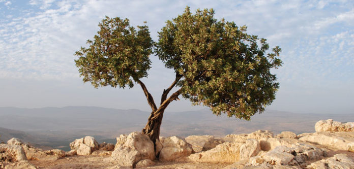 Israel_Tree