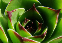 Uvijek živa: Evo zašto svaka kuća mora imati čuvarkuću – Biljka koja liječi sto bolesti! (RECEPT)