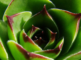 Uvijek živa: Evo zašto svaka kuća mora imati čuvarkuću – Biljka koja liječi sto bolesti! (RECEPT)