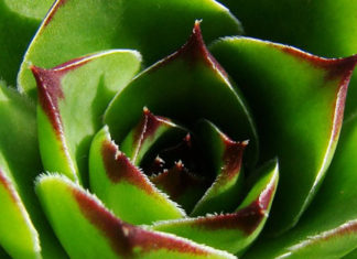 Uvijek živa: Evo zašto svaka kuća mora imati čuvarkuću – Biljka koja liječi sto bolesti! (RECEPT)