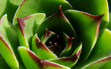 Uvijek živa: Evo zašto svaka kuća mora imati čuvarkuću – Biljka koja liječi sto bolesti! (RECEPT)