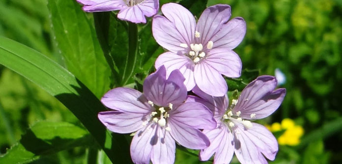 Epilobium_roseum_T69