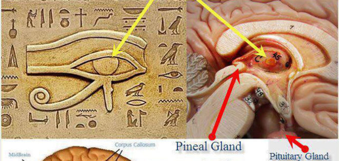 pineal-gland-eye-of-horus