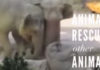 VIDEO: Životinje spašavaju druge životinje