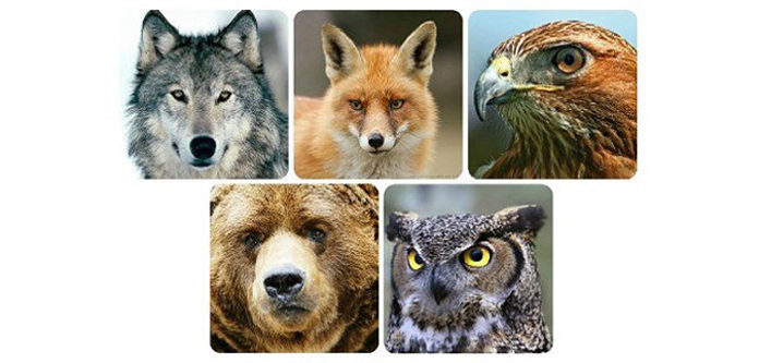animal