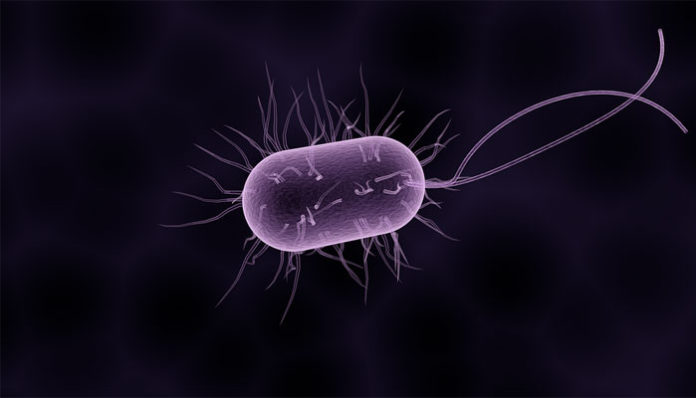 bakterije i paraziti u crijevima