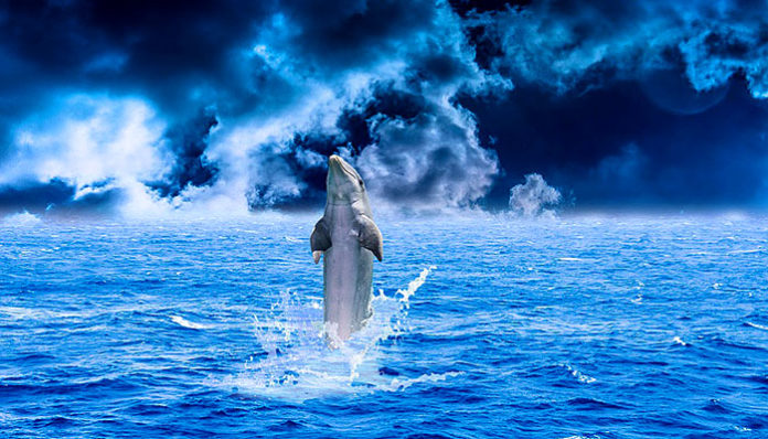 dolphin-1184251_960_720