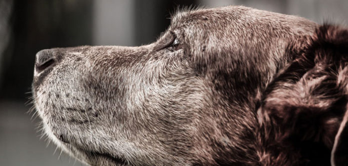 dog-916099_1920