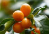Kumkvat – Citrus bogat vitaminima