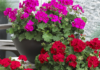 Da pelargonije (đirani) cvjetaju “kao ludi” – potrebna im je samo 1 kap ovoga!