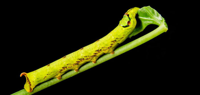 caterpillar-193511_1920