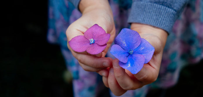 flowers-945450_1920