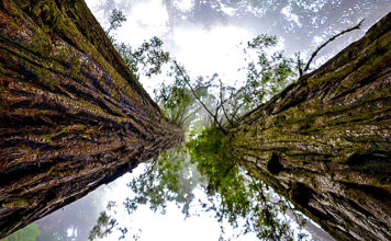 Stabla nam daju energiju: Kako pronaći svoje drvo?