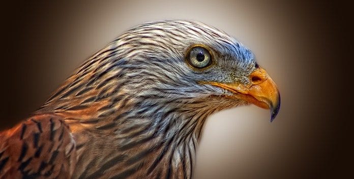 red-kite-bird-of-prey-milan-raptor-86462