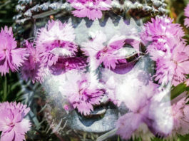 Ovo su biljke koje će preporoditi vaše čakre!