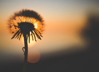 Ako moraš nešto platiti svojim mirom – znaj da je to preskupo!