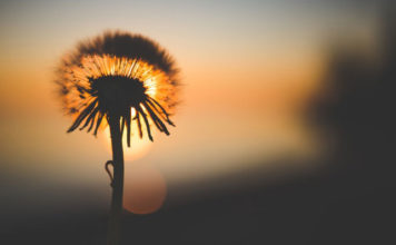 Ako moraš nešto platiti svojim mirom – znaj da je to preskupo!